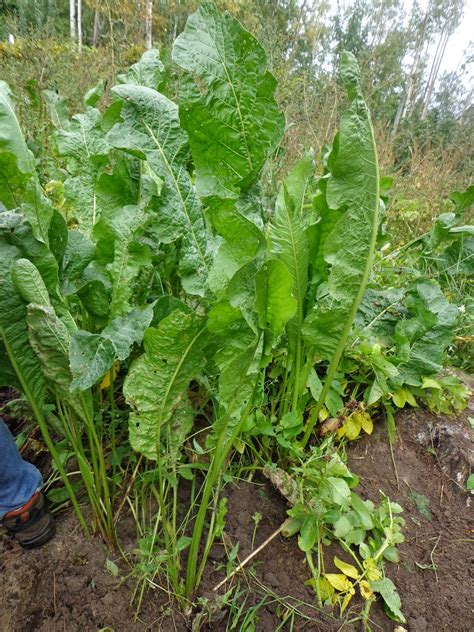 Proverbs 31 Living: Harvesting and Using Horseradish