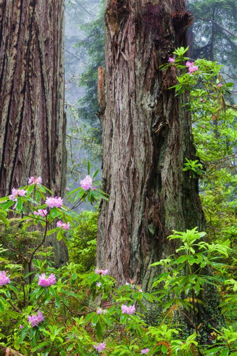 California’s Coastal Redwoods