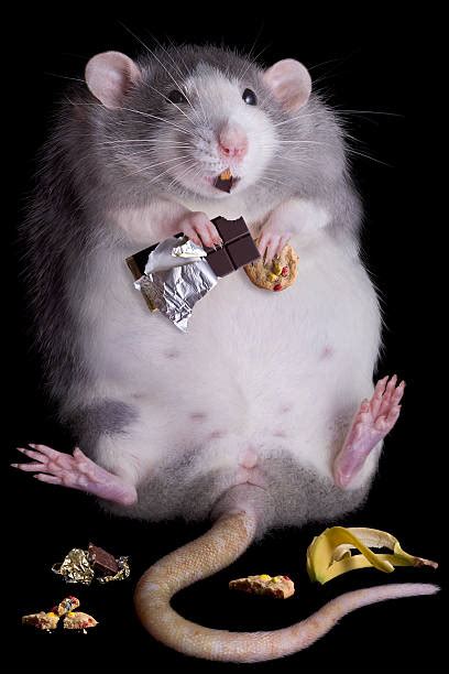 6,000+ Rats Eating Stock Photos, Pictures & Royalty-Free Images - iStock