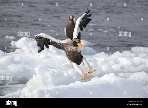 Asia Japan Hokkaido Rausu Shiretoko Peninsula Steller S Sea Eagles