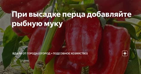 При высадке перца добавляйте рыбную муку | Вдали от города (огород ...