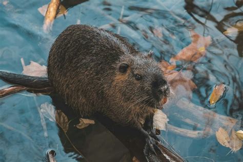 All About Beaver Teeth: The Unique Adaptations and Functions