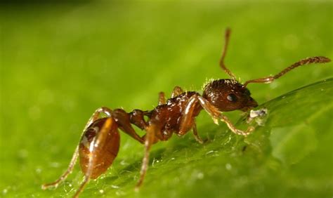 European Fire Ant Myrmica Rubra Fraser Valley Invasive Species Society