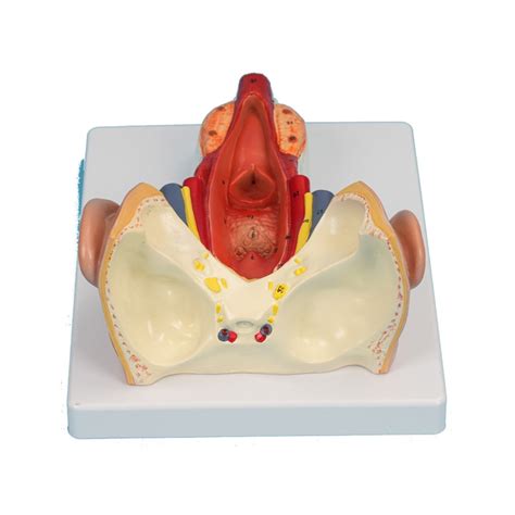 Anatomical Pharyngeal Wall Muscle Model For Disease Study Medical