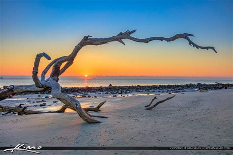 Driftwood at the Beach Sunrise | Royal Stock Photo