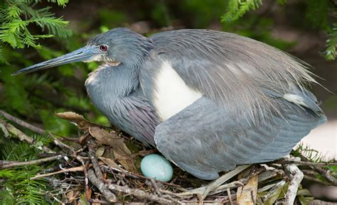 Little Blue Heron Sitting On An Egg In Its Nest Stock Photo Download