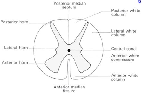 Anatomy Ii Lab Flashcards Quizlet