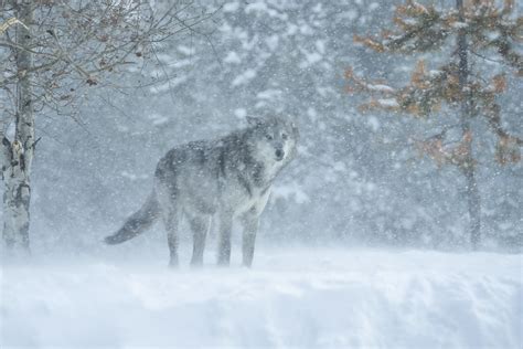 Lone Gray Wolf In Blizzard Snowstorm West Yellowstone Montana Wolves