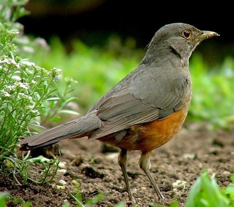 Rufous-Bellied Thrush : National Bird of Brazil | Interesting facts ...