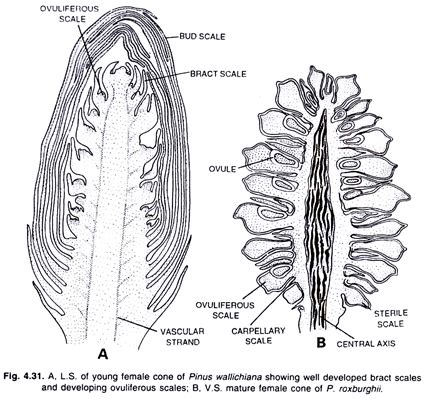 Pine Cone Anatomy