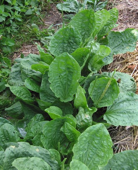 Greater Plantain Seeds - Plantago major - Medicinal Plant - Broadleaf ...