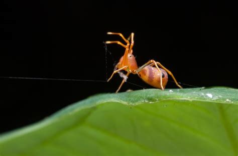 Identifica Y Elimina La Plaga De Ara A Roja En Tu Cultivo