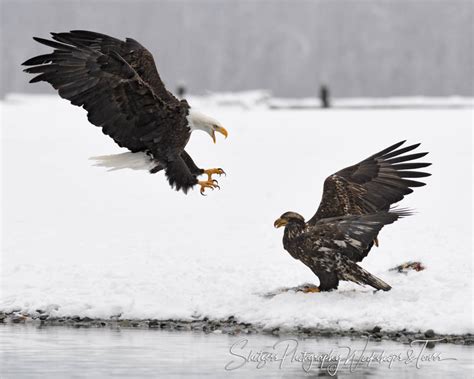 Old Eagle Attacking Young Bald Eagle Shetzers Photography