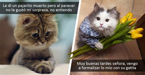 Los Perros Y Gatos Son Diferentes Pero Hay Algo Que Tienen En Común