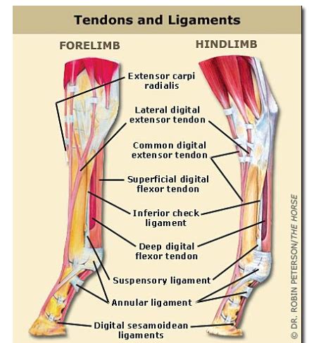 Superior Check Ligament Desmotomy