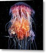 Lion S Mane Jellyfish Feeding On Another Jellyfish Photograph By