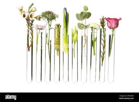 Different Plants In Test Tubes On White Background Stock Photo Alamy