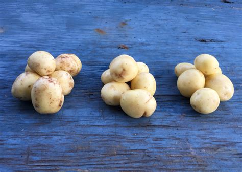 Strike Fumigant and Common Scab – What’s everybody talking about