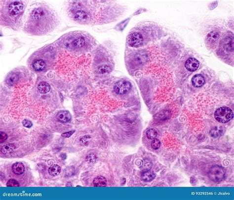 Human Pancreas. Serous Acini Stock Photo - Image of microscopy, gland ...