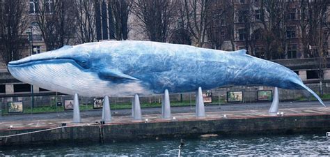 Bioceans | LA BALEINE BLEUE