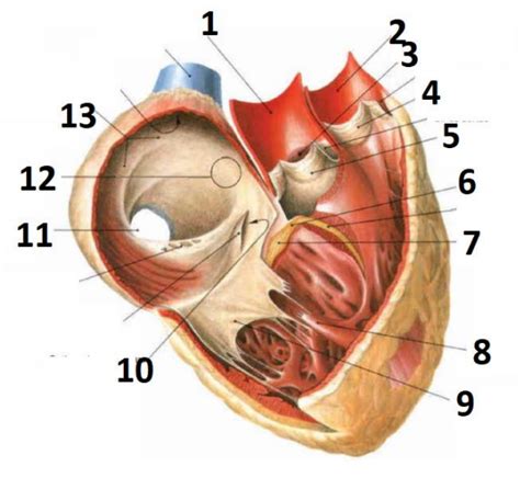 Right Atrium And Ventricle Diagram Quizlet