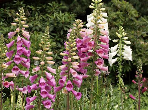 Fingerhut 'Foxy' - Digitalis purpurea 'Foxy' - Baumschule Horstmann