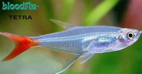 Discover The Beauty Of Bloodfin Tetra Care Tips Habitat