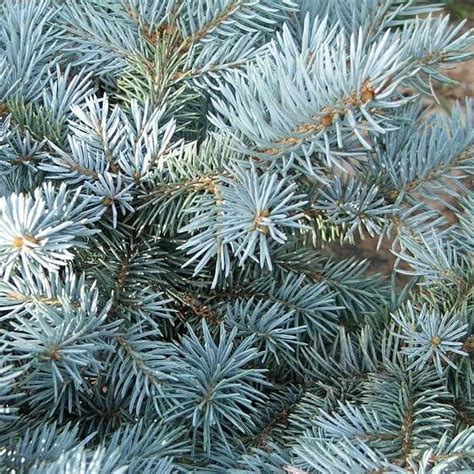 Ель колючая голубая Глаука Маджестик Блю (Picea pungens Glauca Majestic ...