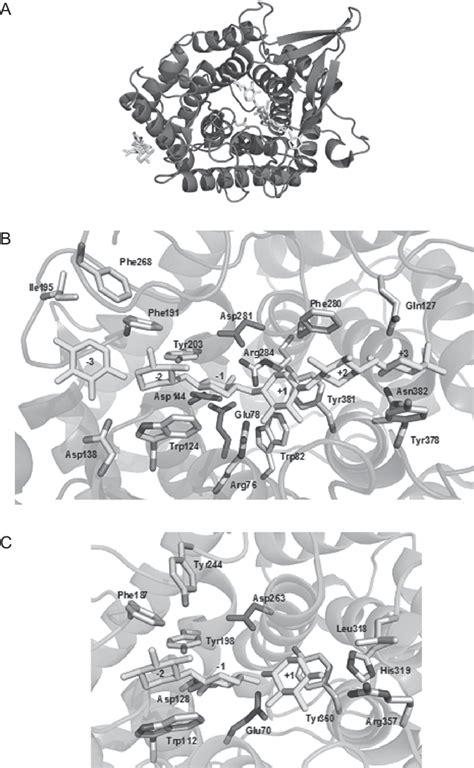 A Overall Structure Of Gh8 Pseudoalteromonas Haloplanktis Xylanase