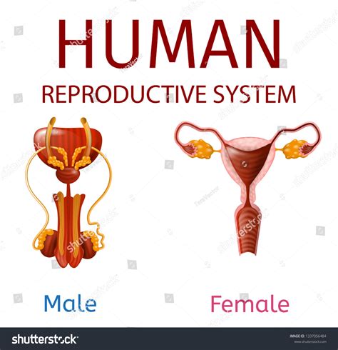 Human Reproductive System Male Female Genitals Stock Vector Royalty