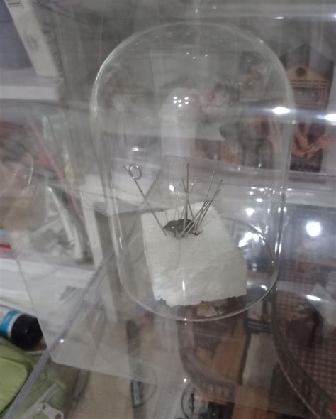 Advice on pinned beetle's smell : r/Taxidermy