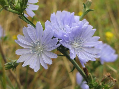 Chicory flowers stock photo. Image of bouquet, flowerbed - 104086080