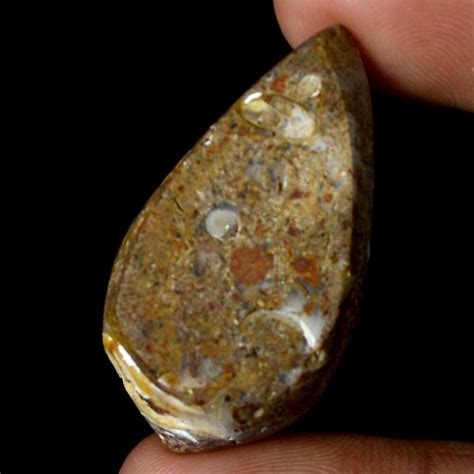 78 80 Cts 100 Natural Fossil Snail Agate Druzy Cabochon 20x38 Mm