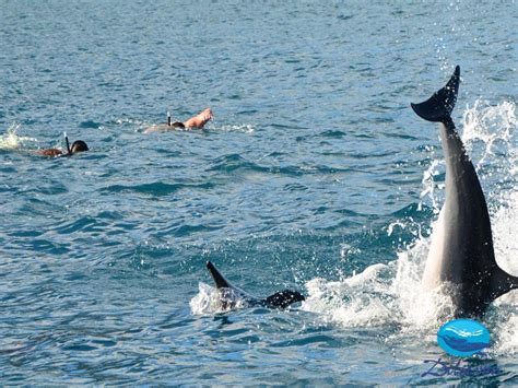 Dolswim Swim With Dolphins And Whale Watching In Mauritius