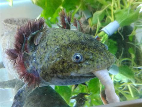 1143 best Axolotl images on Pholder | Axolotls, Aww and Aquariums