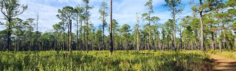 Paynes Prairie Loop Trail: 163 Reviews, Map - Florida | AllTrails