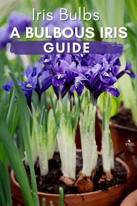 Iris Bulbs (Bulbous Iris) - A Quick Guide - Garden for Beginners