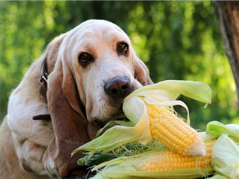 Las Mazorcas De Maíz Son Malas Para Que Las Coman Los Perros