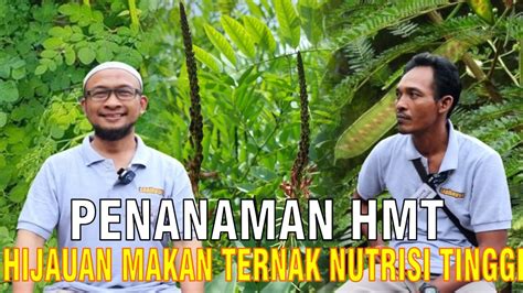 Penanaman Hijauan Makanan Ternak Sapi Sumatera Selatan YouTube