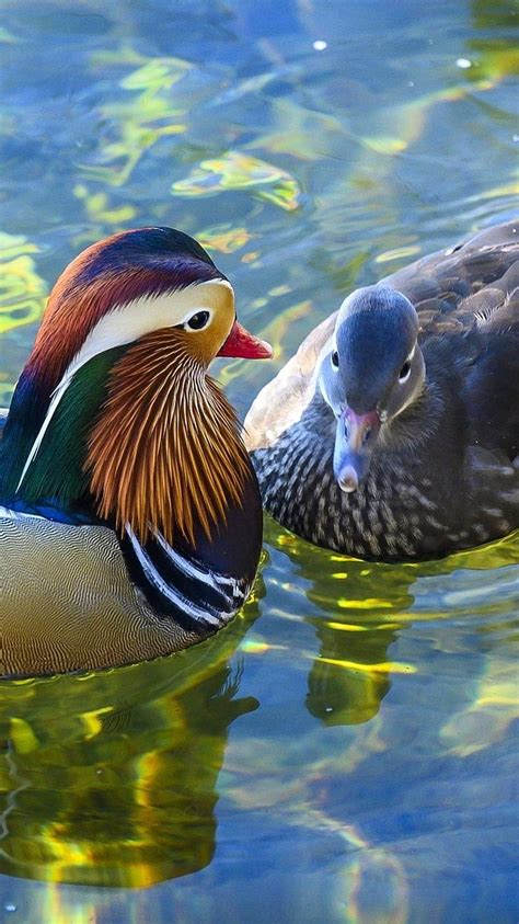 Mandarin Duck Wallpaper For Phone Discount USA | dpise2022.dps.uminho.pt