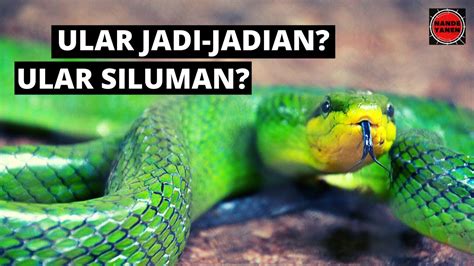 Misteri Ular Hijau Pemangsa Binatang Ternak Apakah Ini Ular Jadi