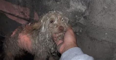 Un cane randagio che era rimasto intrappolato nel tunnel fognario è