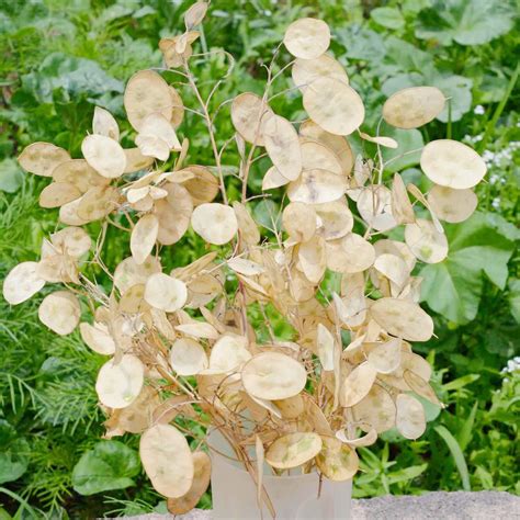 Silver Dollar Money Plant Lunaria Silver Dollar Plant Seeds, OSC