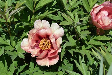 The Sonoma Sisters Peony Adelman Peony Gardens