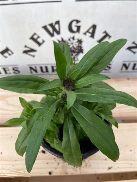 Erysimum Sugar Rush Mix 10cm Pot Newgate Nurseries