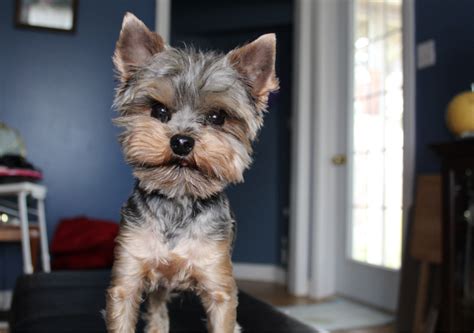 7 Types of Yorkie Barking Sounds: Get To Know All Of Them • Yorkies Gram