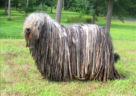 10 Rare Dog Breeds Youve Probably Never Heard Of Kohepets Blog