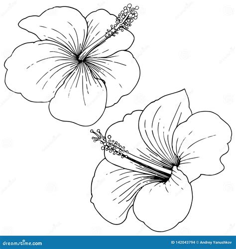 Vector Hibiscus Floral Tropical Flowers Black And White Engraved Ink