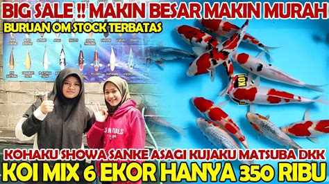 Koi Besar Murah Ekor Cuma Ribu Paket Mix Asik Komplit Duta Koi