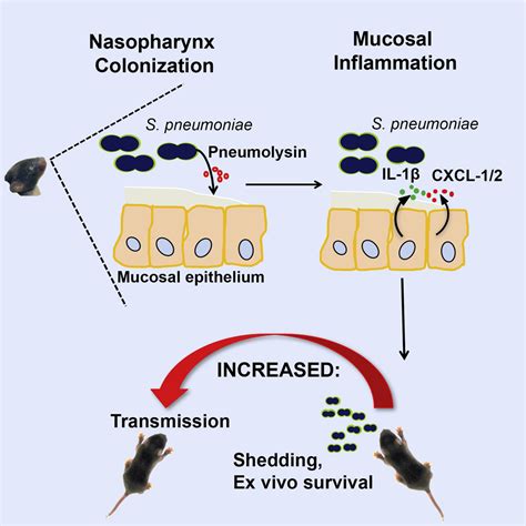 Host To Host Transmission Of Streptococcus Pneumoniae Is Driven By Its Inflammatory Toxin